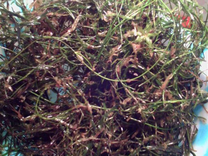 沉水植物微齿眼子菜
